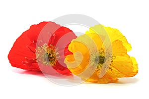 Iceland Poppy