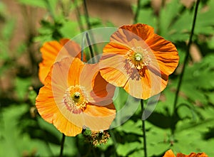 Iceland Poppy `Champagne Bubbles`