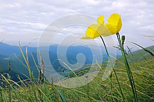 Iceland poppy