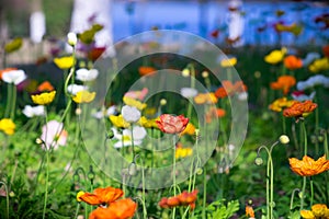 Iceland Poppy Flower