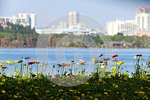 Iceland Poppy Flower field