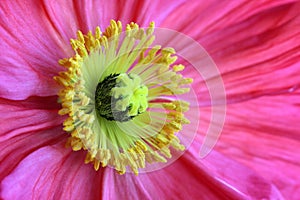 Iceland Poppy flower macro