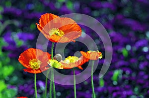 Iceland poppy flowers photo