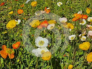 Iceland Poppy Papaver nudicaule orange and yellow flower in bloom