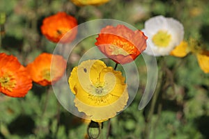 Iceland Poppy Papaver nudicaule orange and yellow flower in bloom