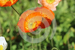 Iceland Poppy Papaver nudicaule orange and yellow flower in bloom