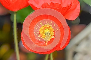 Iceland poppy, Papaver nudicaule, red flower