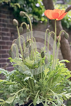 Iceland poppy, Papaver nudicaule, red flowering plant