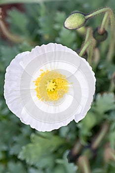 Iceland poppy Papaver nudicaule, white flower