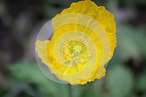 Iceland Poppy Papaver nudicaule, Yellow Flower in the Park