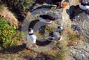 Iceland Puffins