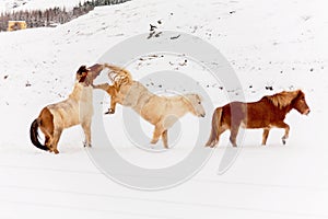 Islandia un caballo durante la nieve 