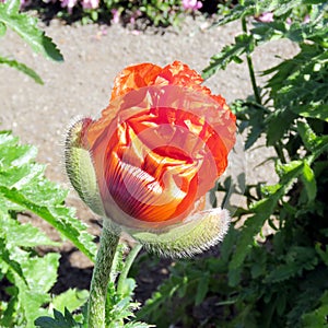 Iceland red poppy flower 2017