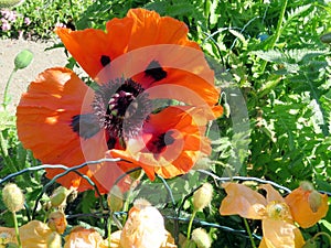 Iceland red poppy flower isolated 2017