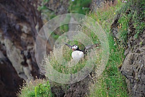 Iceland atlantic puffin flight of a cliff