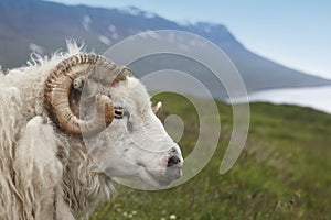 Iceland. Seydisfjordur. Icelandic lamb and fiord. photo