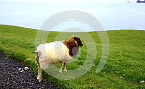 Iceland Sheep