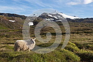 Iceland sheep grazing in the green summer meadow.