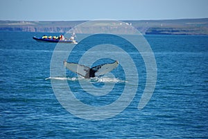 Iceland whale hump dorsal fin whiteack whale