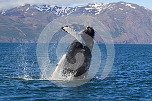 Iceland - whale show photo