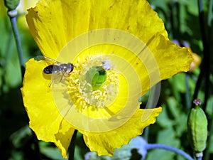 Iceland yellow poppy flower 2017