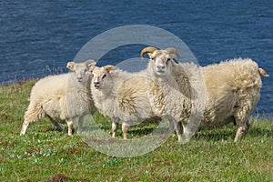 Icelander sheeps