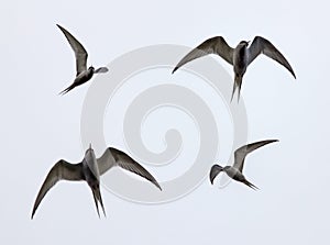 Icelandic birds flying