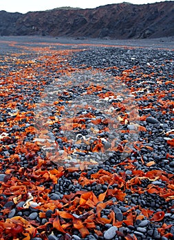 Icelandic black beach with lava rocks
