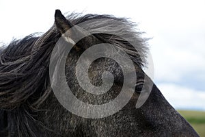 Icelandic black and grey horse head close up