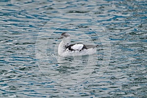 Icelandic Black Guillemot