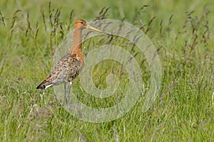 Icelandic Black-tailed Godwits (Limosa Islandica)