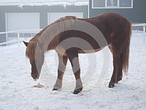 Icelandic brown horse shetland pony