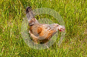 Icelandic Chickens