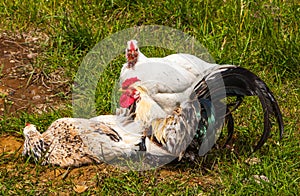 Icelandic Chickens