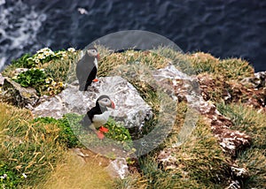 Icelandic couple puffins standing on the grass near their nests on the rocky cliff at Latrabjarg, Iceland, Europe