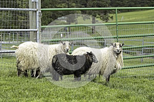 Icelandic Ewes and a lamb