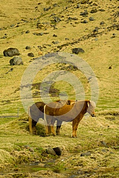 Icelandic Farm Horses