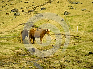 Icelandic Farm Horses