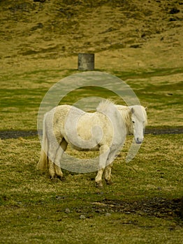 Icelandic Farm Horses