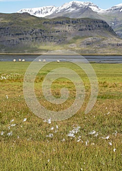 Icelandic fjord,Berufjordur, with cotton grass and a flock of sh photo