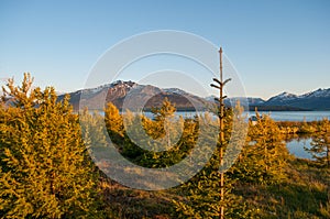 Icelandic forest in Hrisey