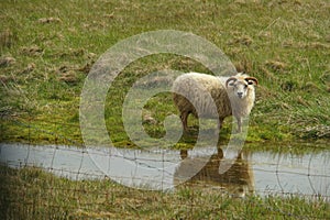 Icelandic goat on the grass field with reflection in the pond during the summer