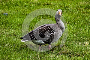 Icelandic Greylag Goose - Ãžingvellir national park