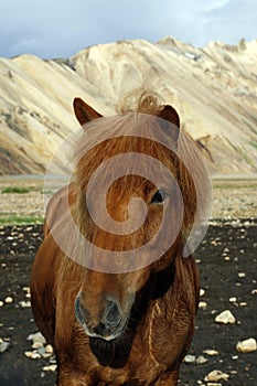 Icelandic horse