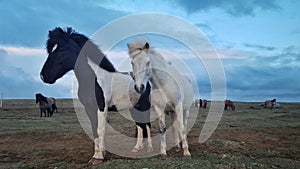 Icelandic horse