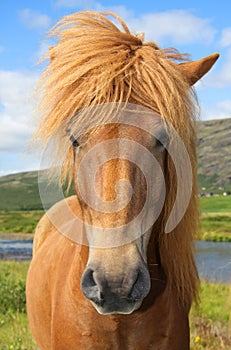 Icelandic horse photo