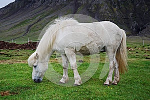 Icelandic horse photo