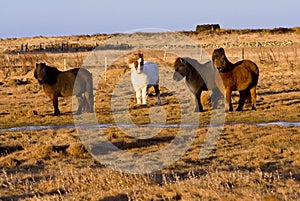 Icelandic horse