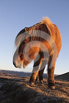 Icelandic horse photo