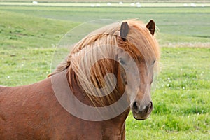 Icelandic Horse